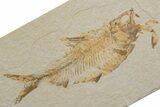 Fossil Fish (Knightia) - Green River Formation #217566-1